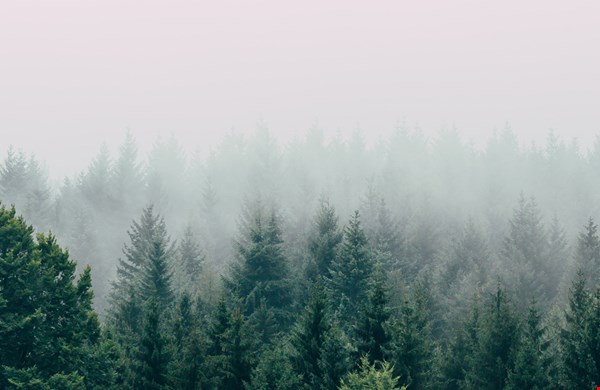 Deze kerstbomen zijn wél duurzaam! Deze kerstbomen zijn wél duurzaam!